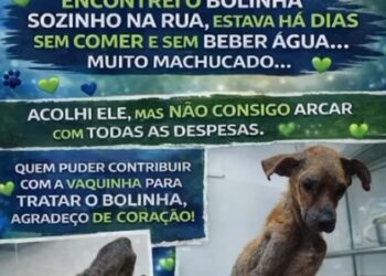 Resgatado das ruas, cachorro ferido mobiliza campanha por ajuda em Campo Grande