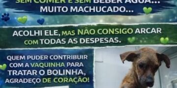 Resgatado das ruas, cachorro ferido mobiliza campanha por ajuda em Campo Grande