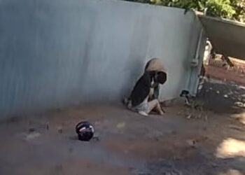 Cachorra morre ao defender adolescente de ataque de Pitbull em Campo Grande