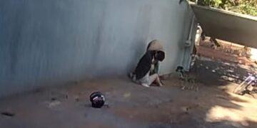 Cachorra morre ao defender adolescente de ataque de Pitbull em Campo Grande