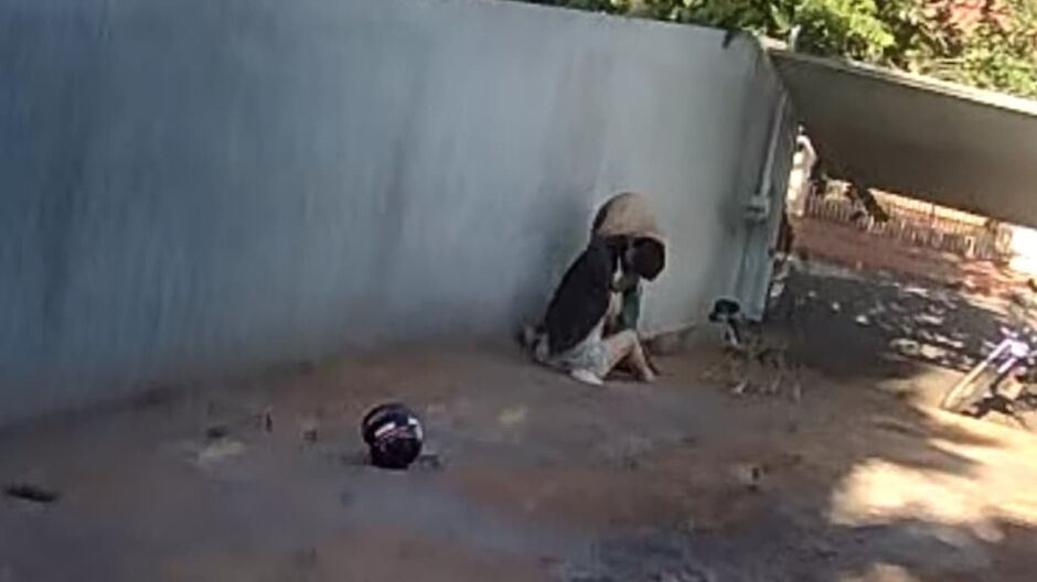 Cachorra morre ao defender adolescente de ataque de Pitbull em Campo Grande
