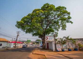 Prefeitura promove roda de conversa sobre arborização na COP15
