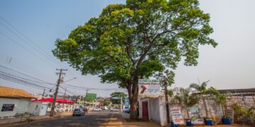 Prefeitura promove roda de conversa sobre arborização na COP15