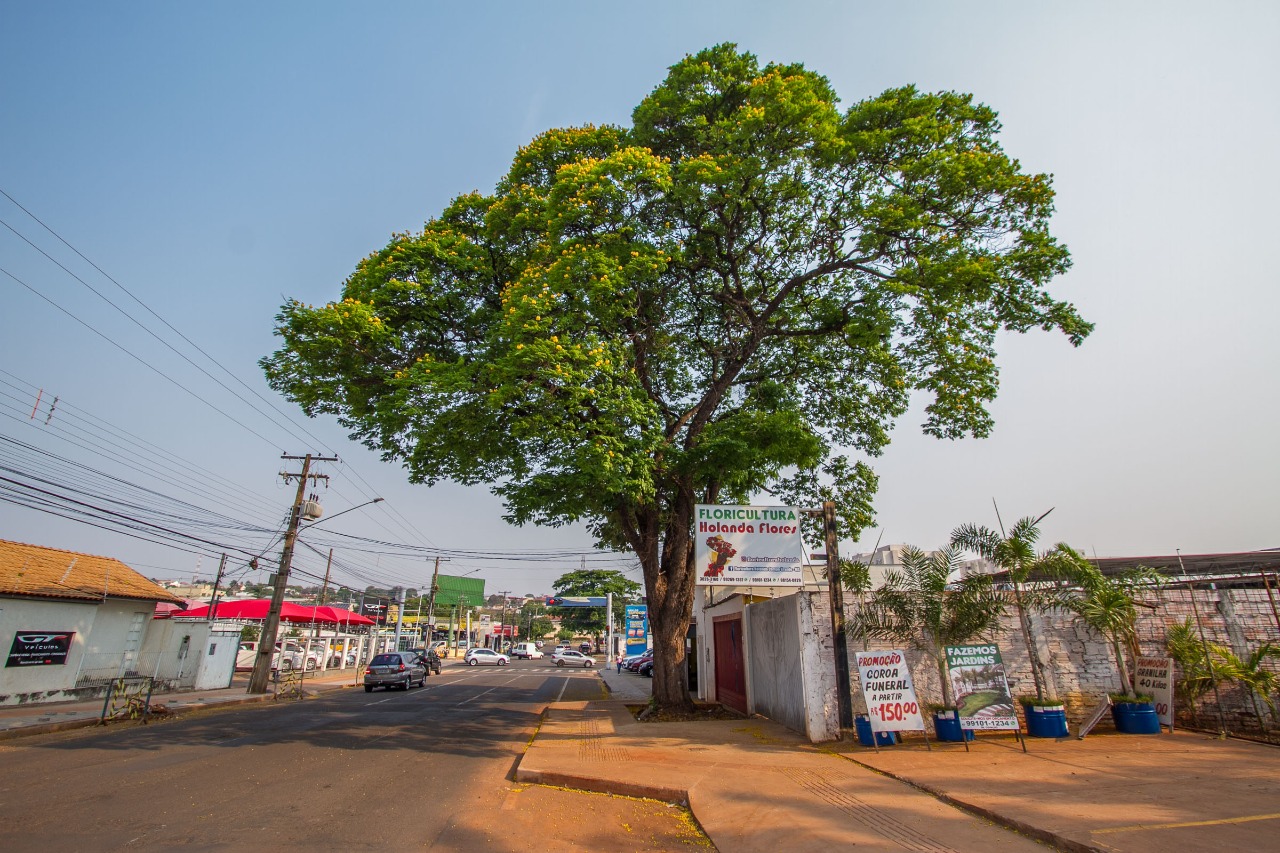 Prefeitura promove roda de conversa sobre arborização na COP15