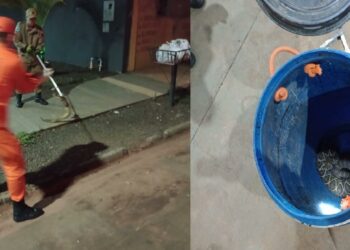 No embalo do chocalho: cascavel surpreende moradora e mobiliza resgate No embalo do chocalho: cascavel surpreende moradora e mobiliza resgate