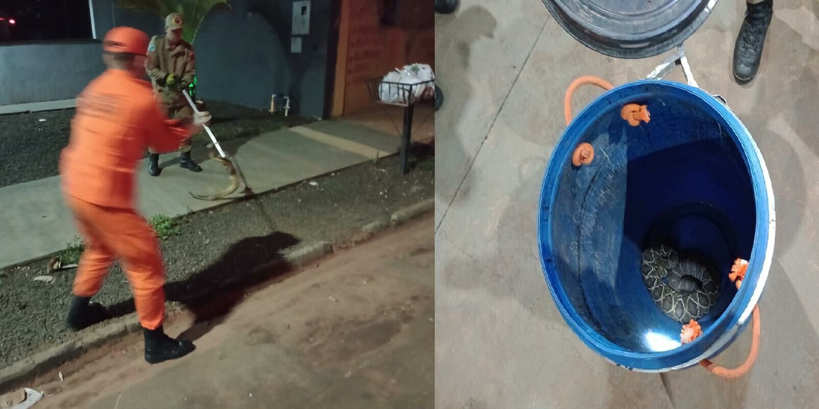 No embalo do chocalho: cascavel surpreende moradora e mobiliza resgate