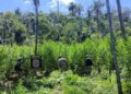 Paraguai destrói 18 hectares de maconha próximos à fronteira com MS Paraguai destrói 18 hectares de maconha próximos à fronteira com MS