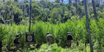 Paraguai destrói 18 hectares de maconha próximos à fronteira com MS