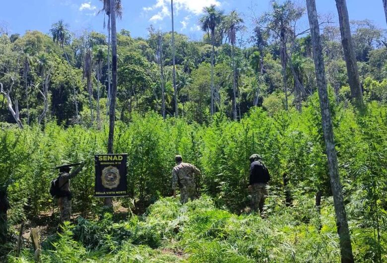 Paraguai destrói 18 hectares de maconha próximos à fronteira com MS