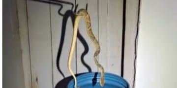 Olha a cobra: Jararaca é encontrada dentro de casa e mobiliza resgate ambiental