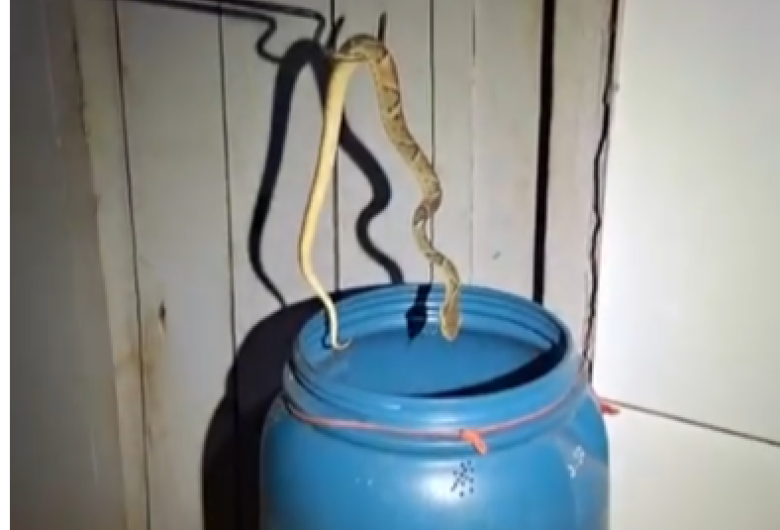 Olha a cobra: Jararaca é encontrada dentro de casa e mobiliza resgate ambiental