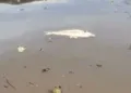 Peixes aparecem mortos no Rio Sucuriú e autoridades investigam causas
