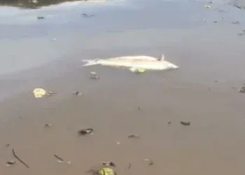 Peixes aparecem mortos no Rio Sucuriú e autoridades investigam causas