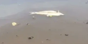 Peixes aparecem mortos no Rio Sucuriú e autoridades investigam causas