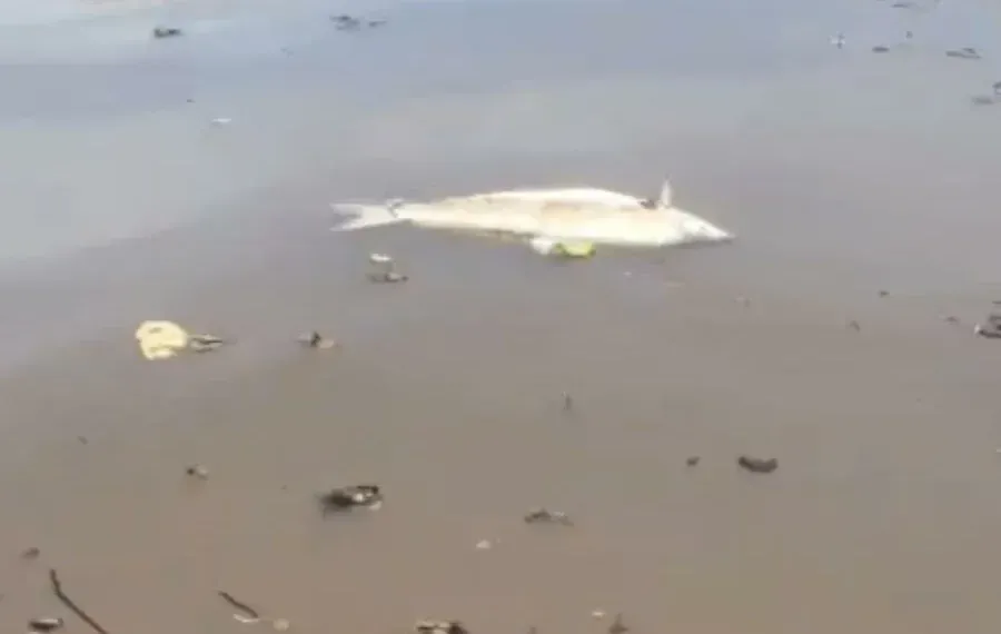 Peixes aparecem mortos no Rio Sucuriú e autoridades investigam causas