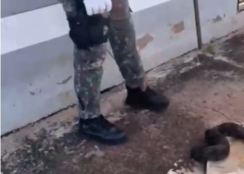 Jiboia é resgatada em calçada de residência em Campo Grande