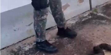 Jiboia é resgatada em calçada de residência em Campo Grande