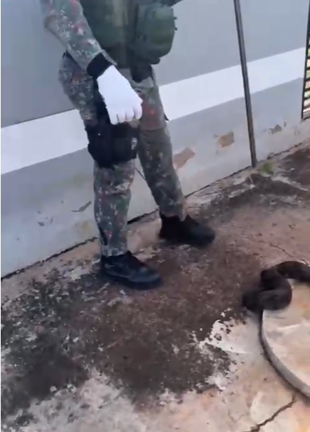 Jiboia é resgatada em calçada de residência em Campo Grande
