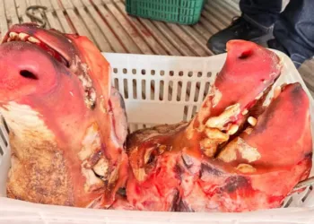 Operação apreende 4 toneladas de carne imprópria e expõe irregularidades sanitárias