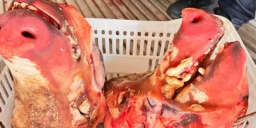 Operação apreende 4 toneladas de carne imprópria e expõe irregularidades sanitárias