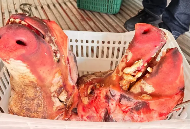 Operação apreende 4 toneladas de carne imprópria e expõe irregularidades sanitárias