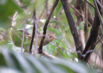 Turismo de observação de aves ganha destaque como aliado da conservação em MS