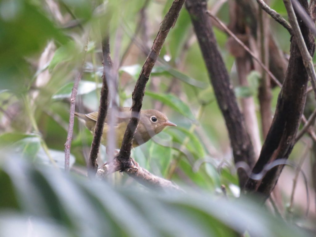 Turismo de observação de aves ganha destaque como aliado da conservação em MS