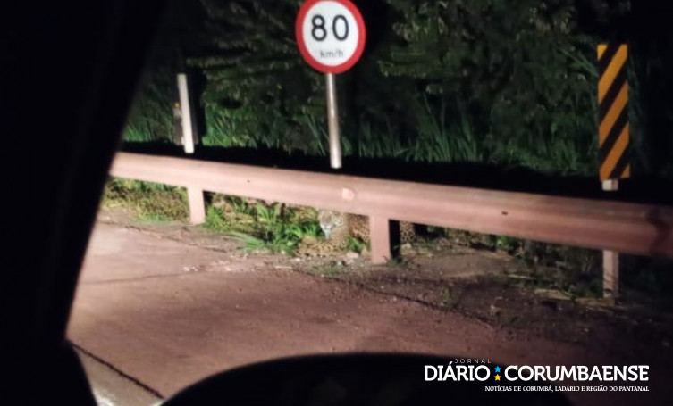 Família flagra onça-pintada às margens da BR-262 durante viagem ao Pantanal