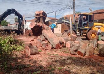 Papy apresenta mais de 40 indicações em fevereiro para melhorias em todas as regiões da Capital Papy apresenta mais de 40 indicações em fevereiro para melhorias em todas as regiões da Capital