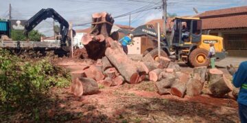 Papy apresenta mais de 40 indicações em fevereiro para melhorias em todas as regiões da Capital