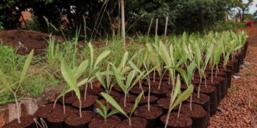 Plantio do Bosque da COP15 começa neste sábado 
