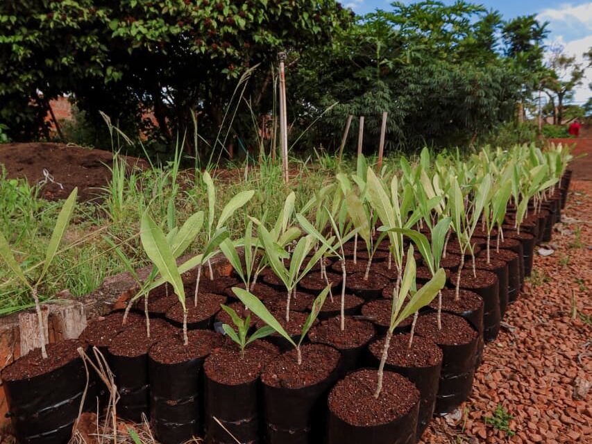 Plantio do Bosque da COP15 começa neste sábado 
