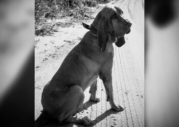 Bombeiros se despedem de “Chefão”, cão de buscas que marcou a corporação