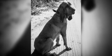 Bombeiros se despedem de “Chefão”, cão de buscas que marcou a corporação