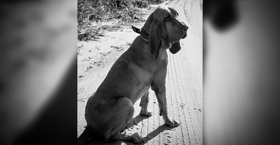 Bombeiros se despedem de “Chefão”, cão de buscas que marcou a corporação