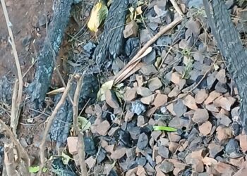 Corpo carbonizado é encontrado em mata e polícia apura possível execução