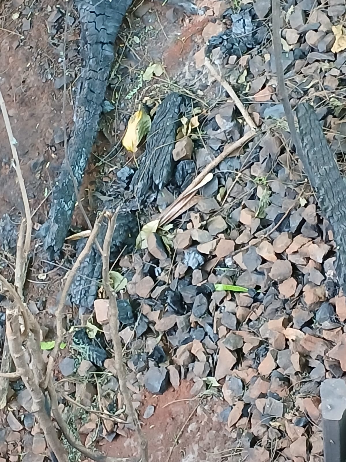 Corpo carbonizado é encontrado em mata e polícia apura possível execução