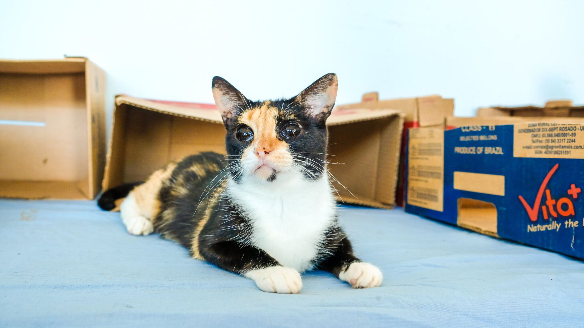 Lei em Campo Grande autoriza doação de ração pet em eventos públicos