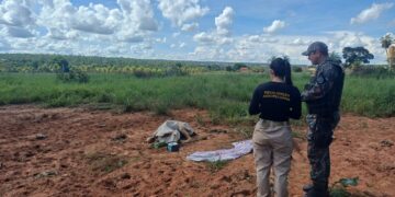 Crueldade: boi é deixado sem água e comida e é encontrado à beira da morte