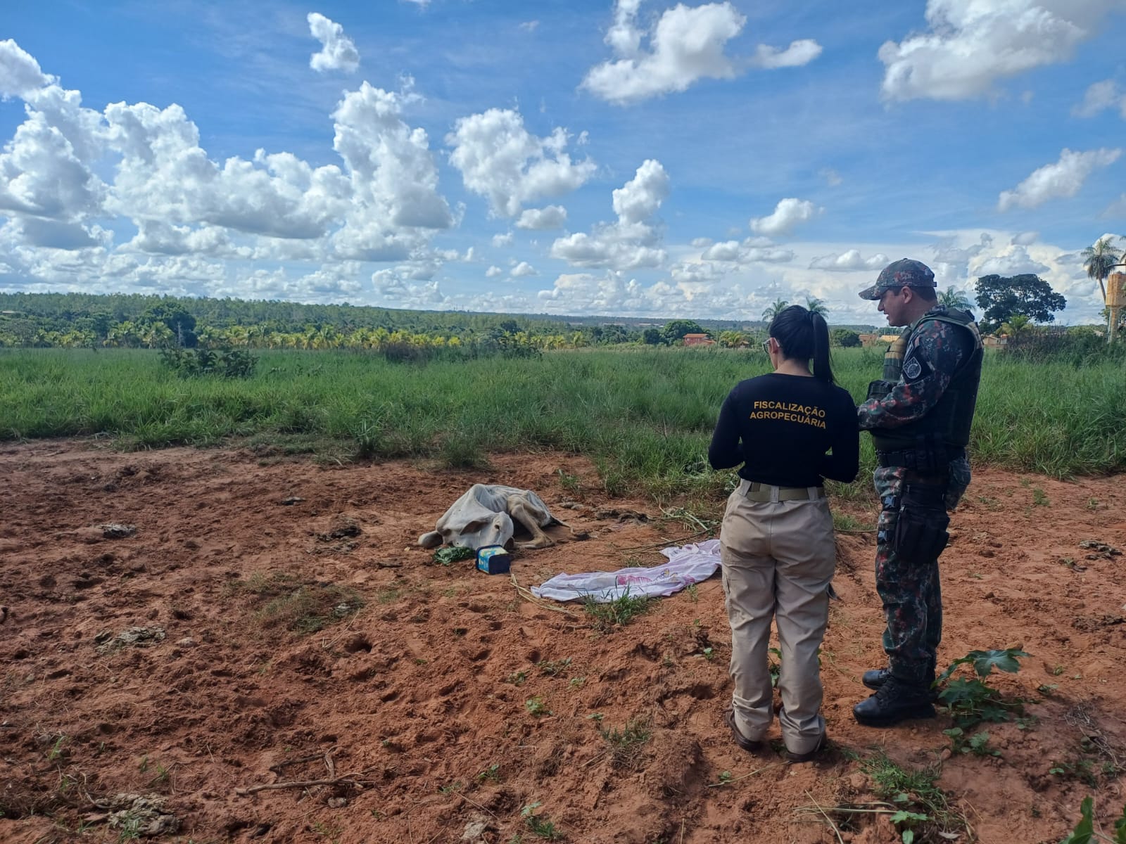 Crueldade: boi é deixado sem água e comida e é encontrado à beira da morte