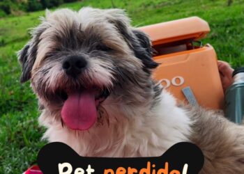 Viu o Costelinha? Família procura lhasa perdido na região da Av. Bandeirantes