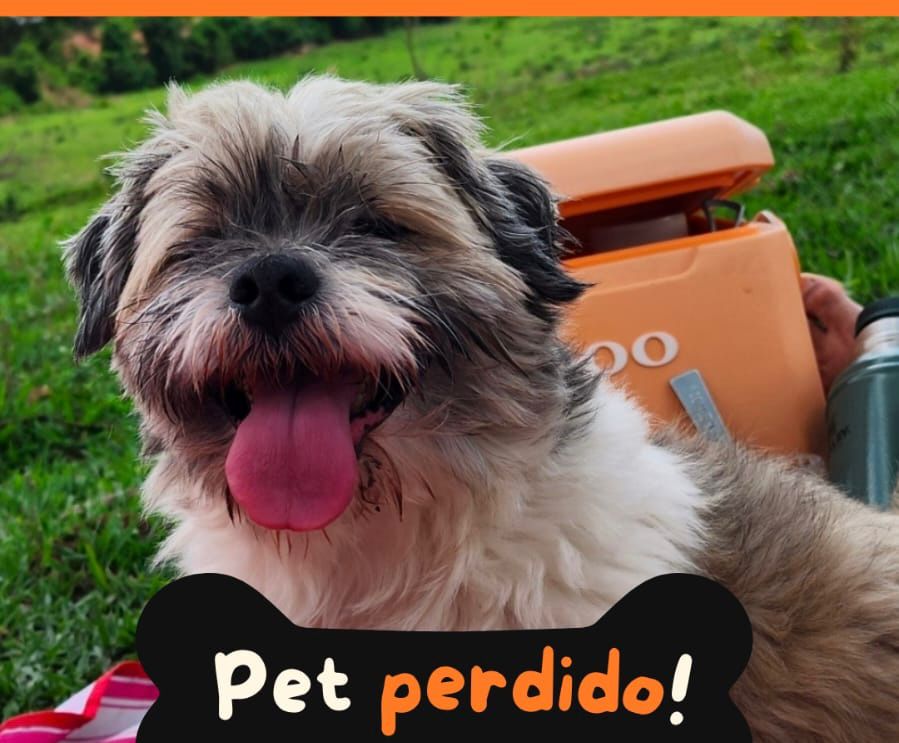 Viu o Costelinha? Família procura lhasa perdido na região da Av. Bandeirantes