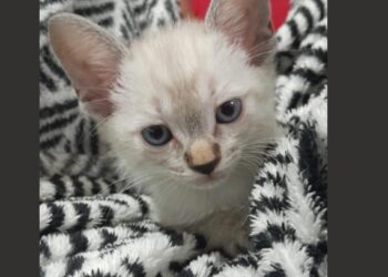 Ainda dá tempo de adotar: feira reúne cerca de 20 gatos em Campo Grande neste sábado