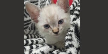 Ainda dá tempo de adotar: feira reúne cerca de 20 gatos em Campo Grande neste sábado