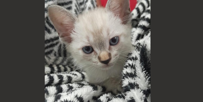 Ainda dá tempo de adotar: feira reúne cerca de 20 gatos em Campo Grande neste sábado