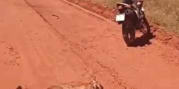Encontro inesperado na MS-340 termina com morte de onça e susto para motociclista