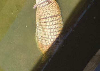 Tatu-peba é resgatado após ficar preso em vala em Campo Grande