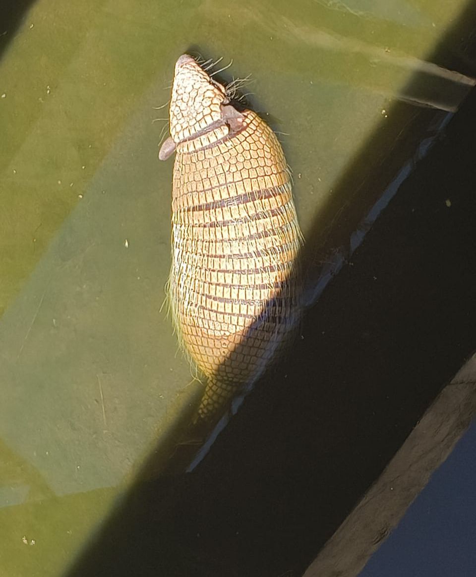 Tatu-peba é resgatado após ficar preso em vala em Campo Grande