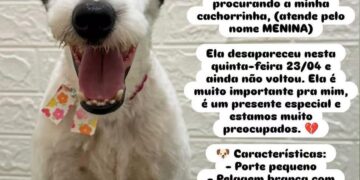 “Ela é o único presente que tenho”, Joaquim faz apelo para achar Menina, cachorrinha perdida no Leblon