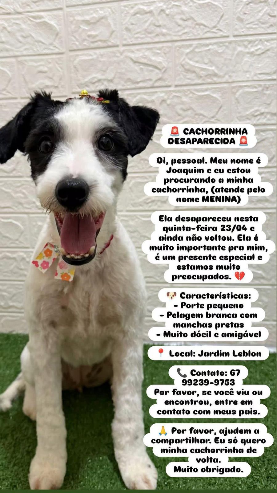 “Ela é o único presente que tenho”, Joaquim faz apelo para achar Menina, cachorrinha perdida no Leblon